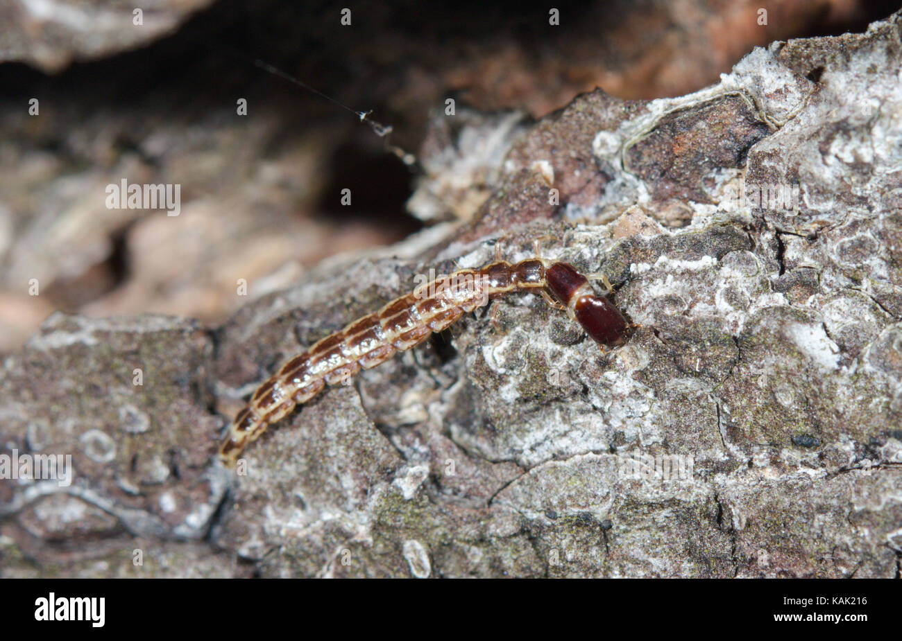 A Snakefly Larva (Raphidia) on Pine Trunk. Sussex, UK Stock Photo
