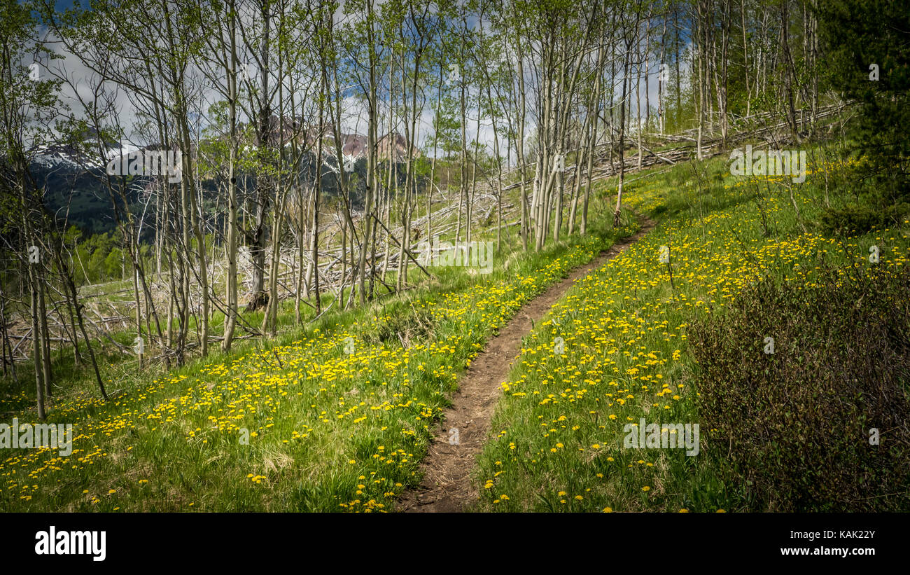Trail going through an aspen patch, surrounded by yellow flowers (Dandelions) in the South Chilcotin Mountains (British Columbia, Canada). Stock Photo