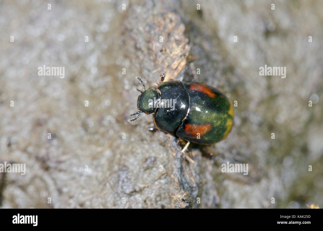 Water Scavenger Beetle (Sphaeridium scarabaeoides) on Cow Dung. Sussex, UK Stock Photo