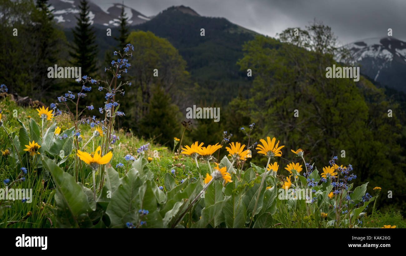 Close-up of wild flowers (Balsam Root) blooming in an alpine meadow, mountains in the background. (South Chilcotin Mountain Park, BC, Canada) Stock Photo