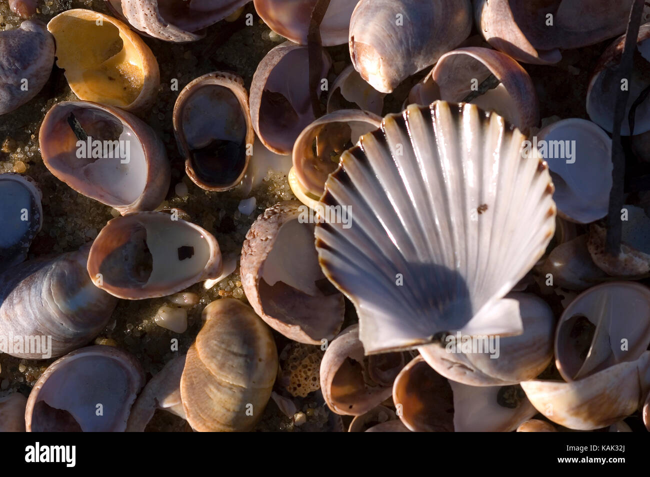 Seashells on a Nantucket Beach. Stock Photo