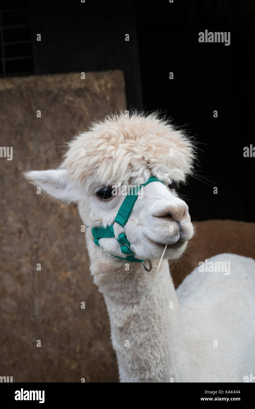 Vicugna pacos. Alpaca in a pen at Malvern autumn show, Worcestershire, UK Stock Photo