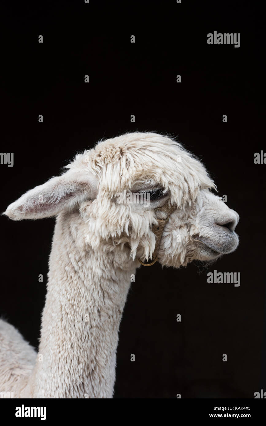 Vicugna pacos. Alpaca in a pen at Malvern autumn show, Worcestershire, UK Stock Photo