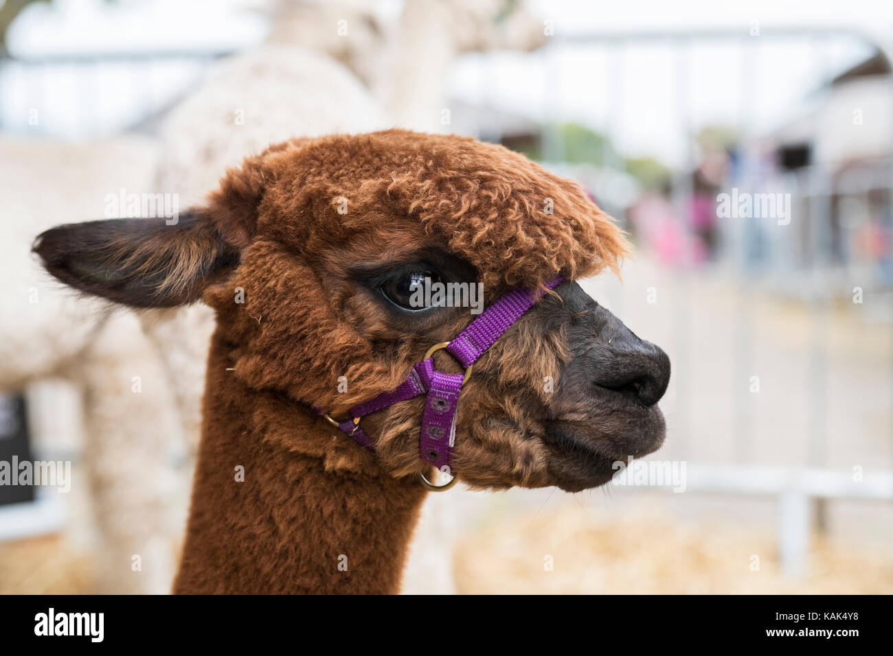 Vicugna pacos. Alpaca in a pen at Malvern autumn show, Worcestershire, UK Stock Photo