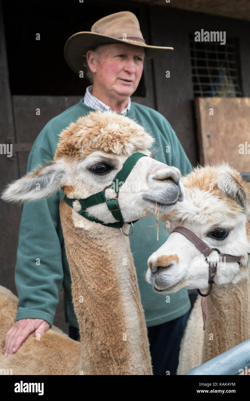 Vicugna pacos. Alpacas and their owner in a pen at Malvern autumn show, Worcestershire, UK Stock Photo