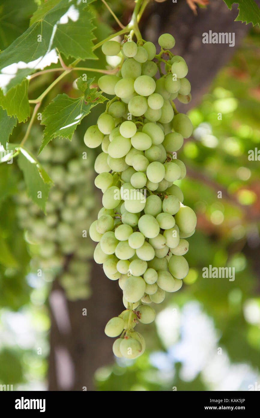 White wine grapes hanging on vine in Napa Valley, California, United States. Closeup vertical photo shallow depth of field. Stock Photo