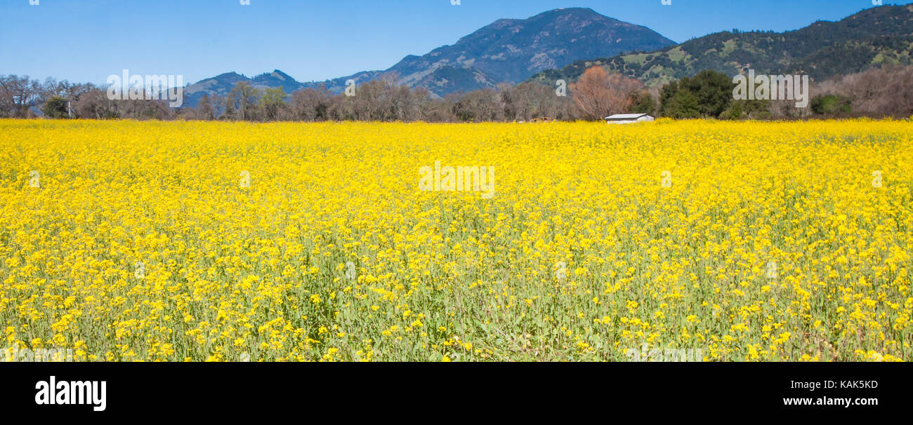 Ground Mustard High Resolution Stock Photography and Images Alamy