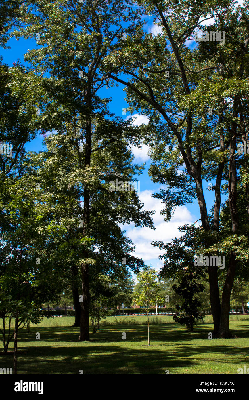 Clouds and trees Stock Photo - Alamy