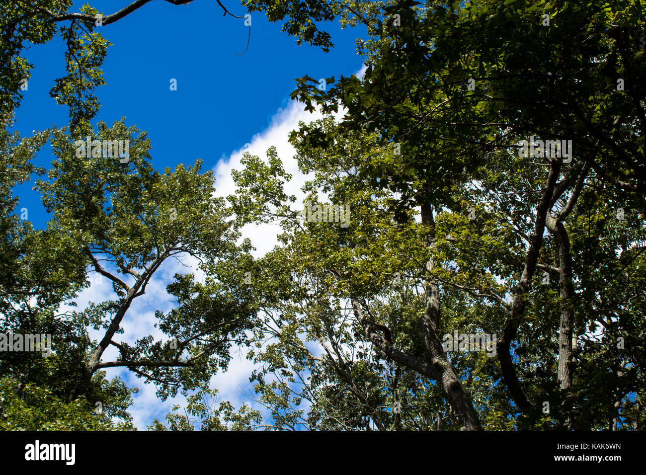 Clouds and trees Stock Photo - Alamy