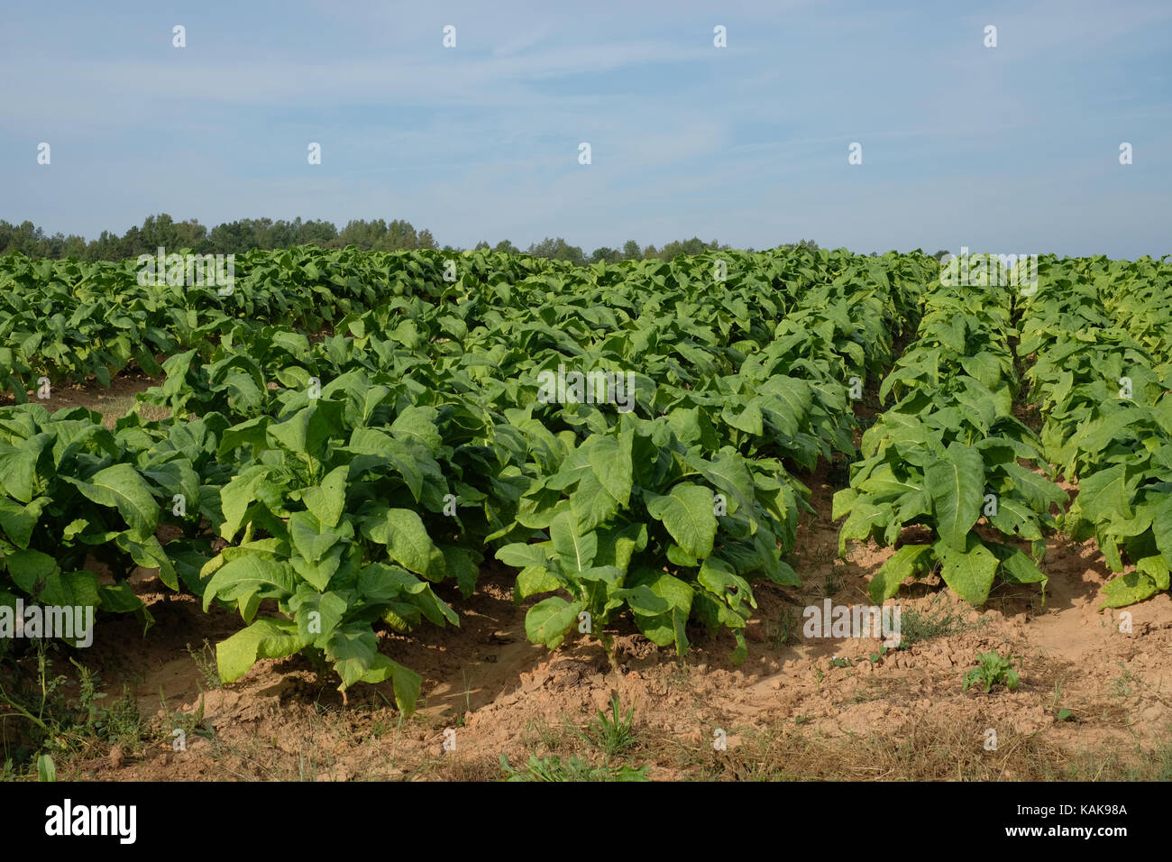 Rows of tobacco plants in a field. North Carolina tobacco crop Stock
