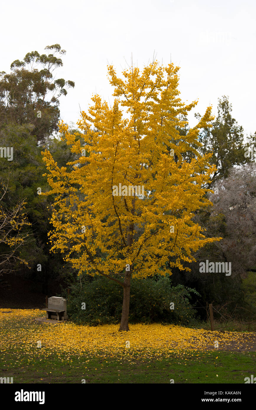 Tree with falling leaves, Presidio Park, San Diego, California, USA Stock Photo