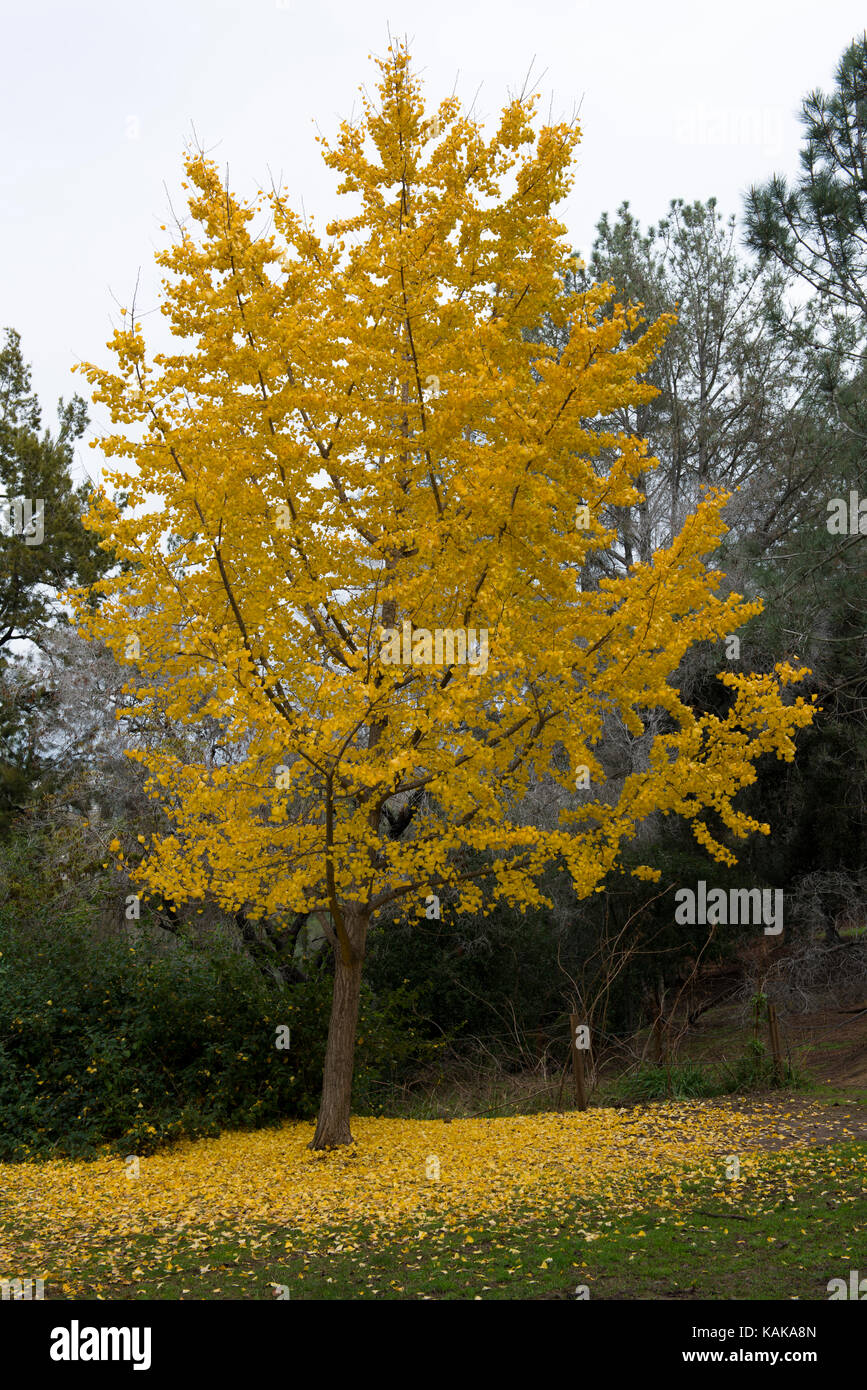 Tree with falling leaves, Presidio Park, San Diego, California, USA Stock Photo