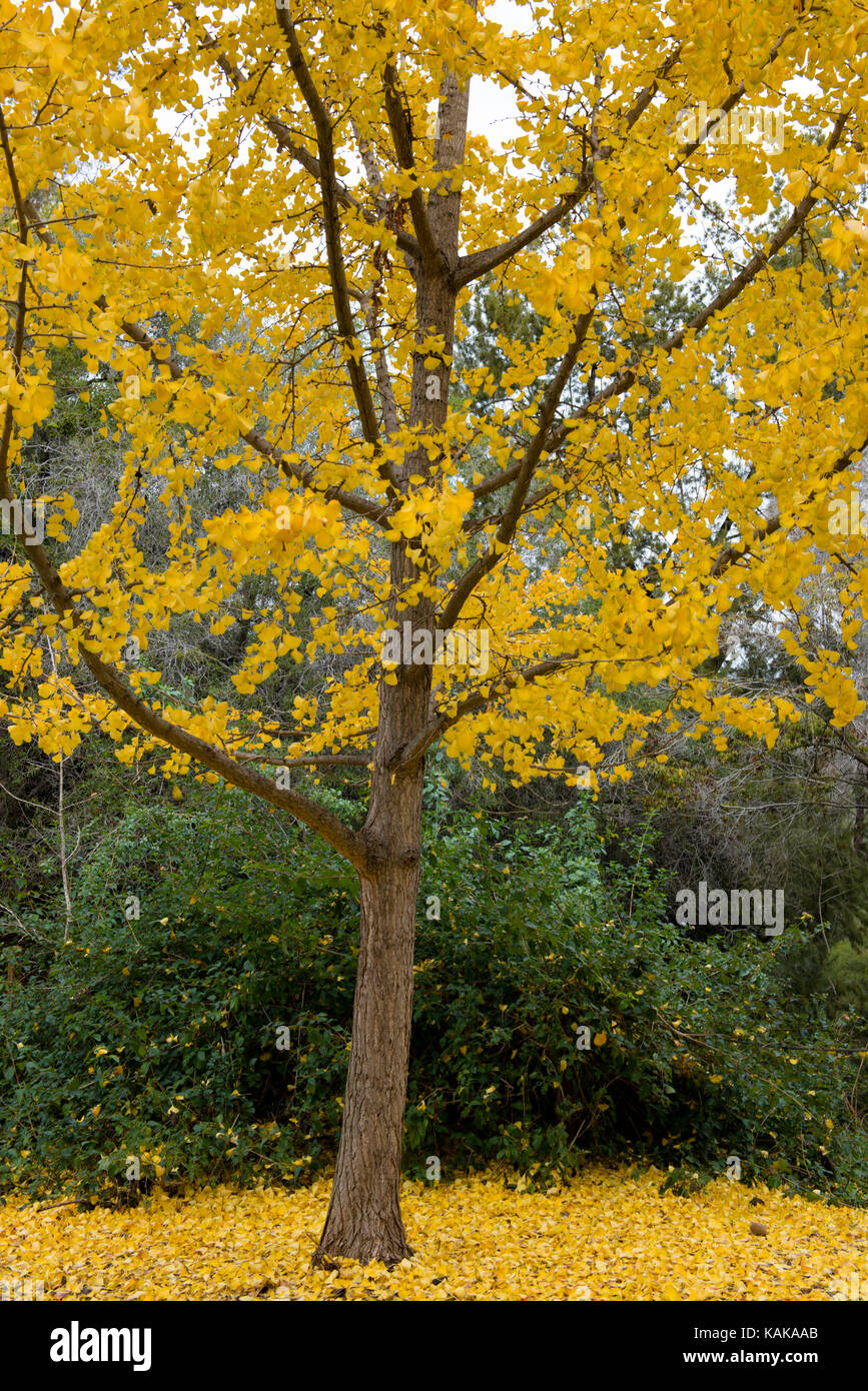 Tree with falling leaves, Presidio Park, San Diego, California, USA Stock Photo