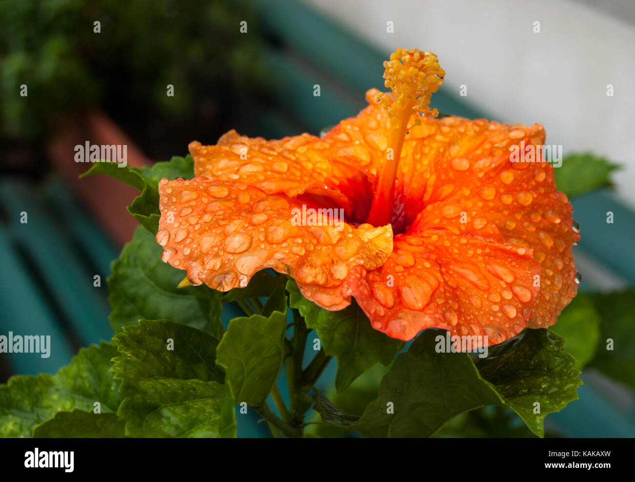 A single hibiscus brilliant orange in color and covered in pearls rain drops. Stock Photo
