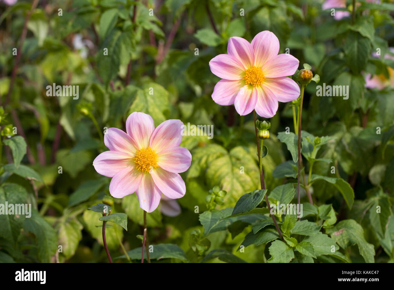 Dahlia 'Rachel de Thame' flowers. Stock Photo