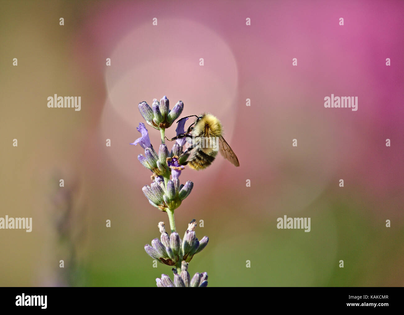 Bumblebee sitting on a lavender plant with a pastel-colored green and