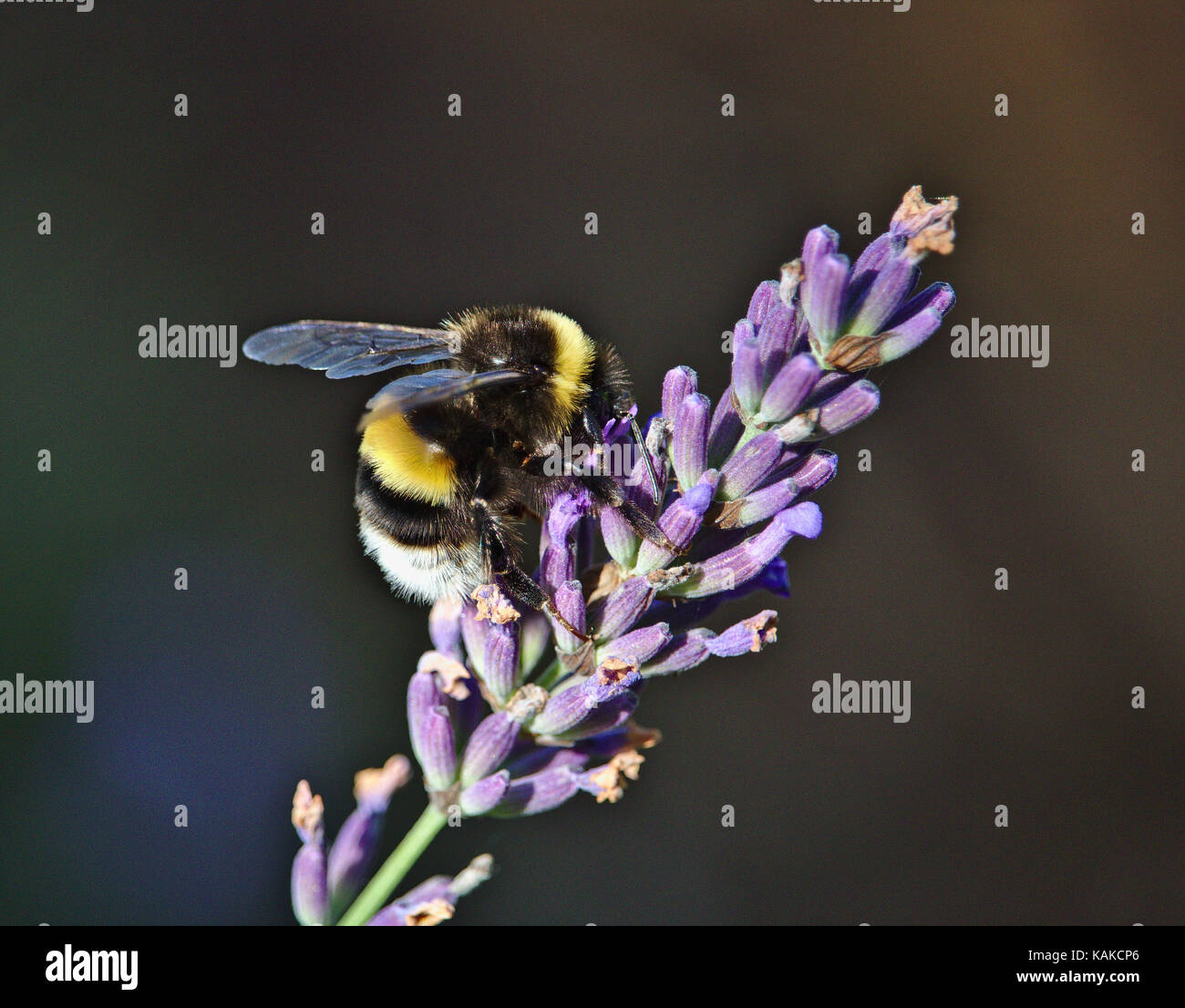 Northern white-tailed bumblebee sitting on a blooming lavender Stock Photo