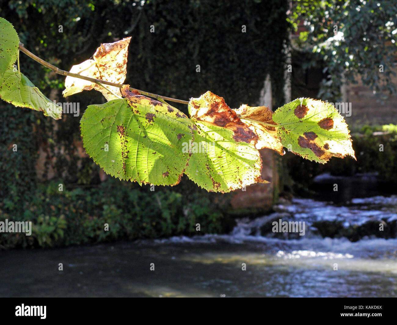 Autumn leaves,Croatian nature,Rastoke,Europe,1 Stock Photo