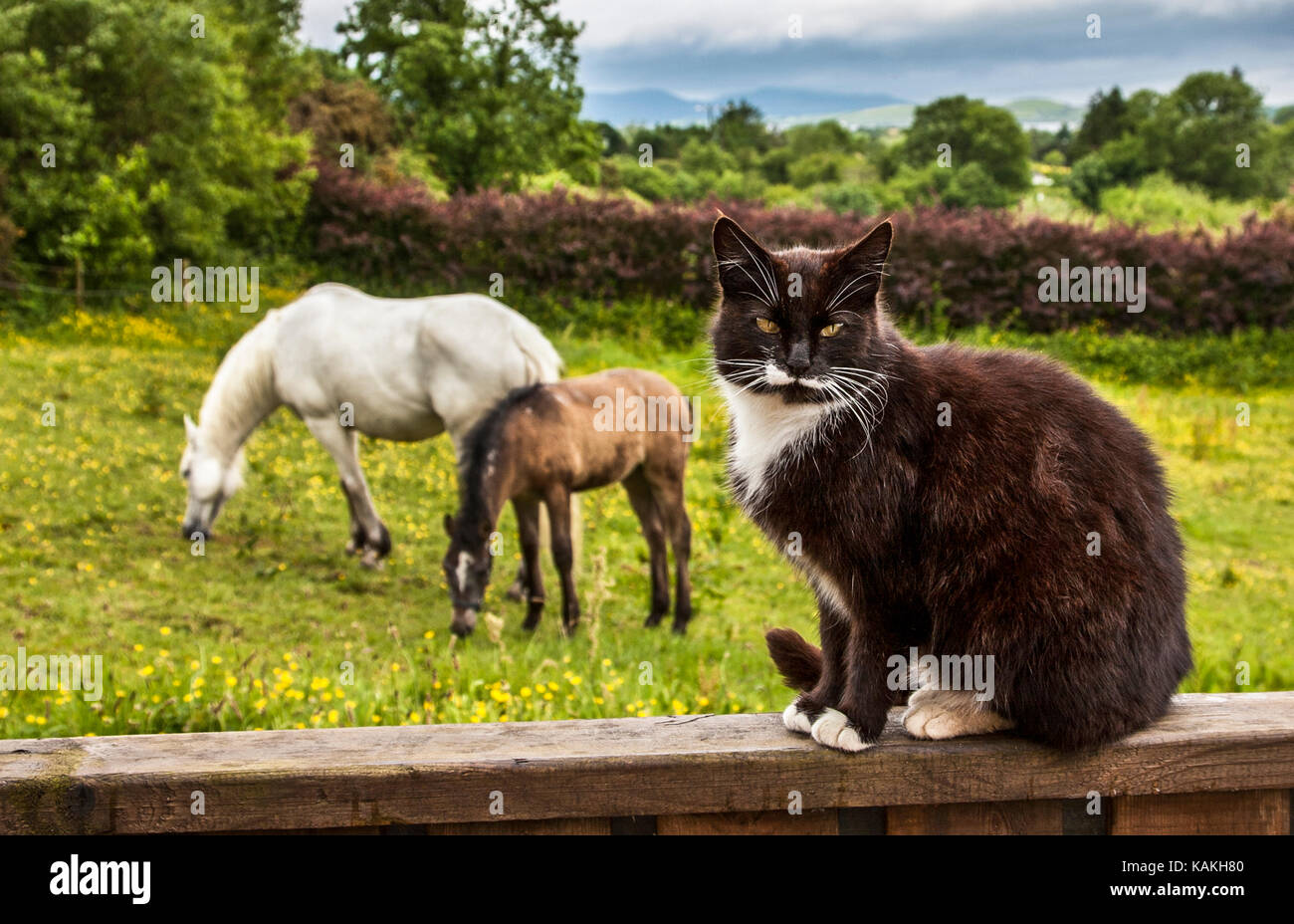 A domestic black and white cat and white Kalamare horse with colt, Bantry, Ireland farming countryside Europe , FS 6.93 MB 300ppi, pets domestic cats Stock Photo