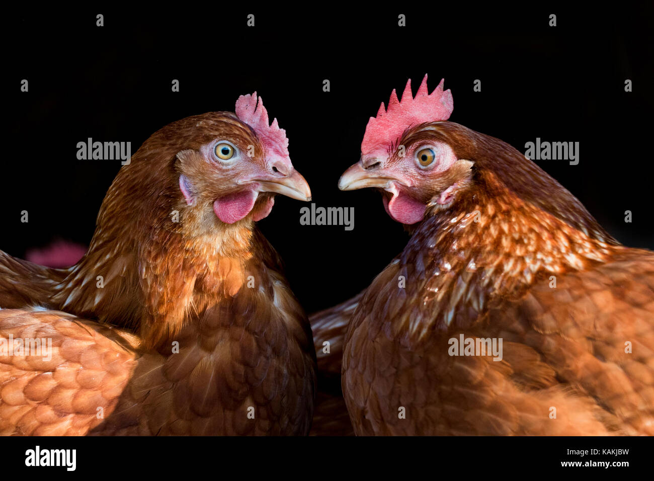 free range hens Stock Photo