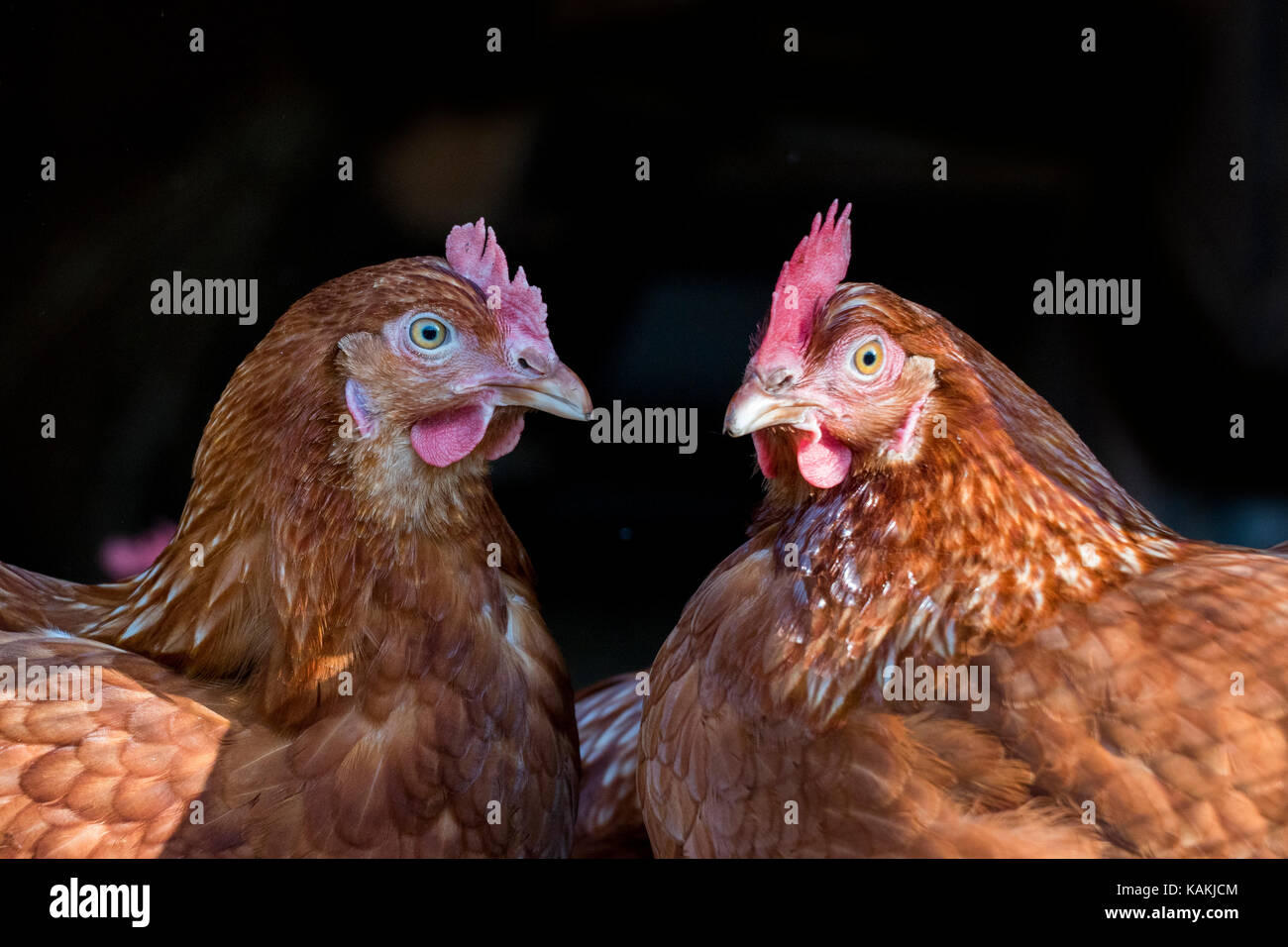 free range hens Stock Photo