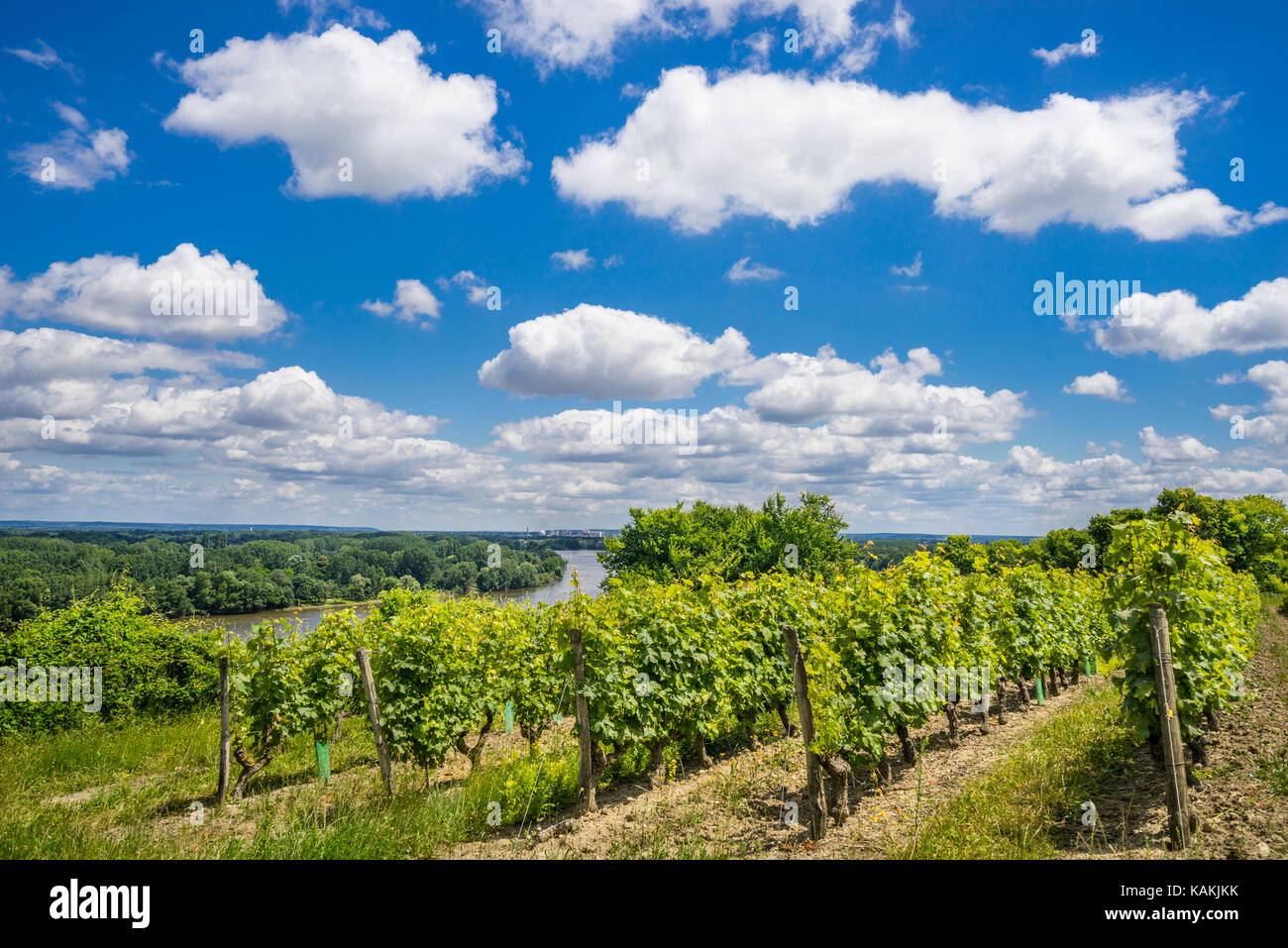 France, Pays de la Loire, Maine-et-Loire department, vinyards at Montsoreau in the Loire Valley Stock Photo