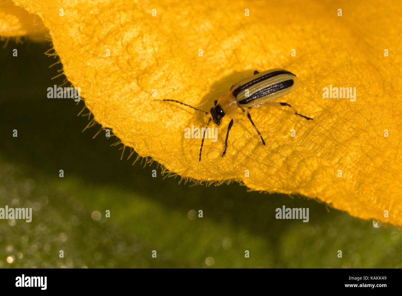 striped cucumber beetle (Acalymma vittatum Stock Photo Alamy