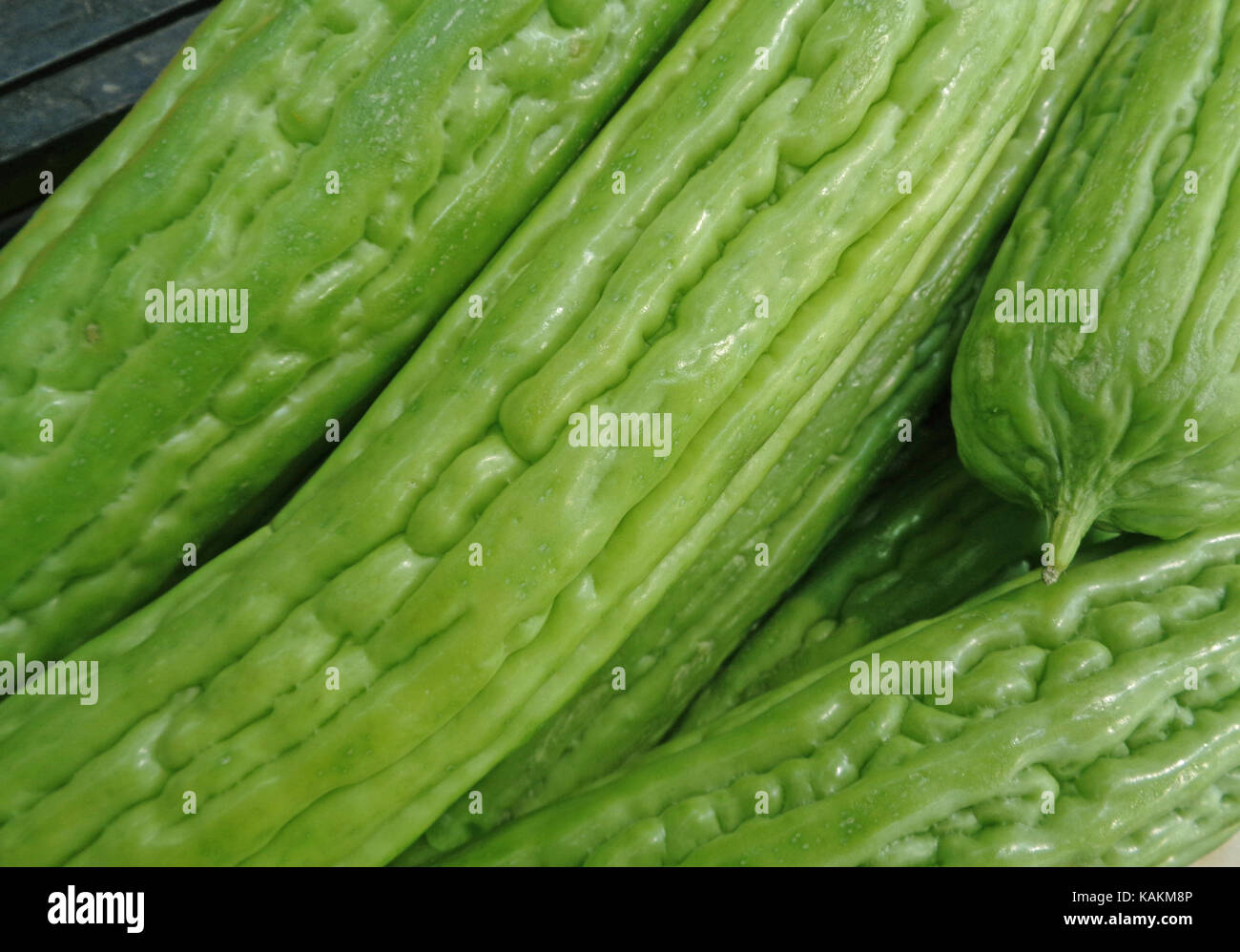 Vibrant green Bitter Cucumber, Bitter Gourd, Balsam pear, closed up for