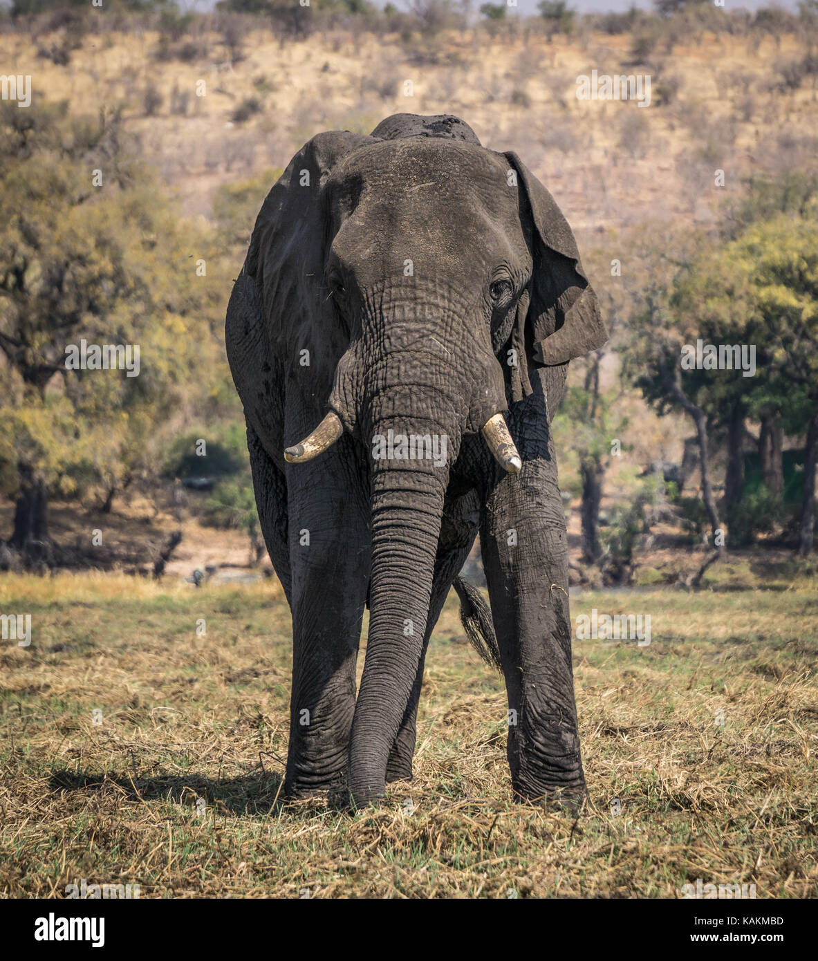 African Elephant in Savanna Stock Photo - Alamy