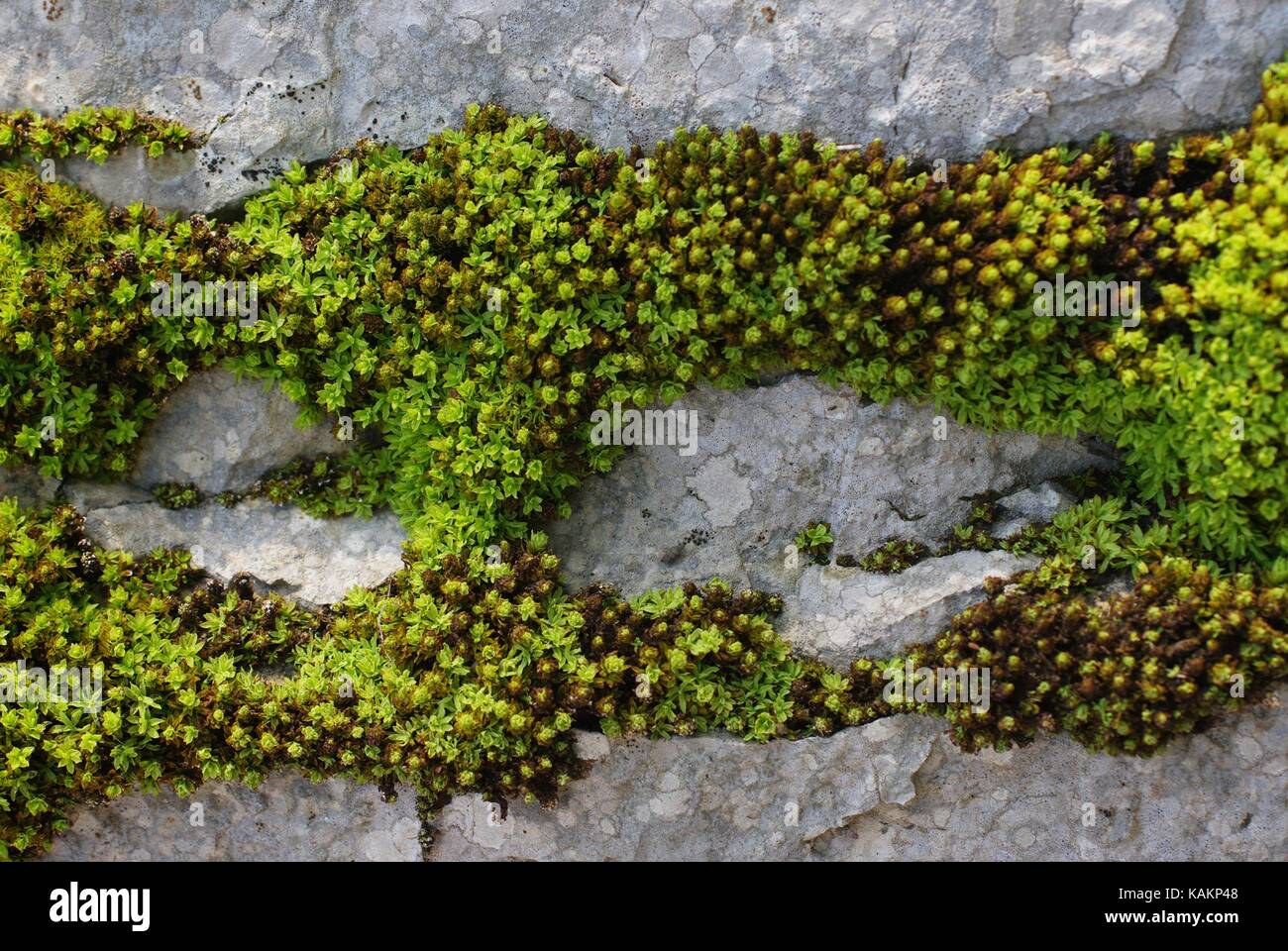 Mosses growing between the stones Stock Photo