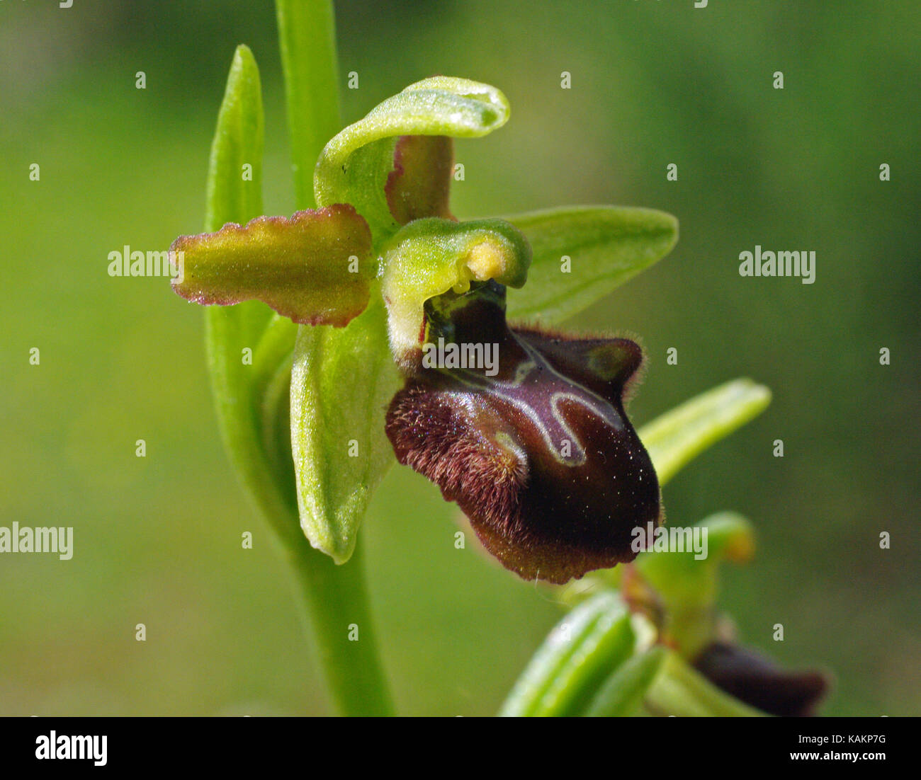 this is the wild orchis Ophrys sphegodes, the Early Spider-Orchid Stock Photo
