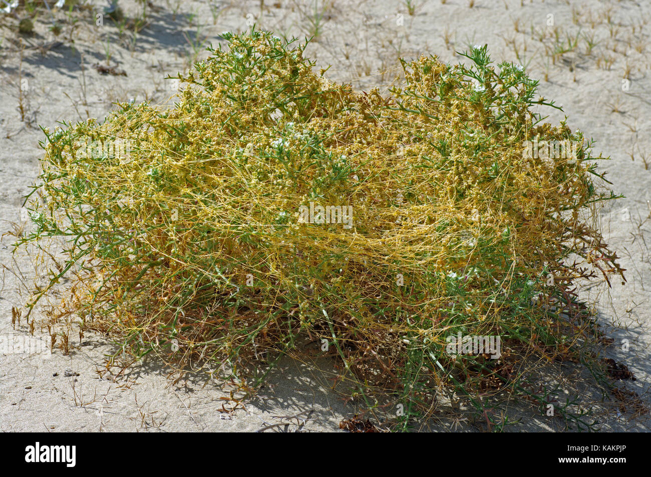 the parasitic plant Cuscuta scandens (Convolvulaceae) living on the plant Echinophora spinosa Stock Photo