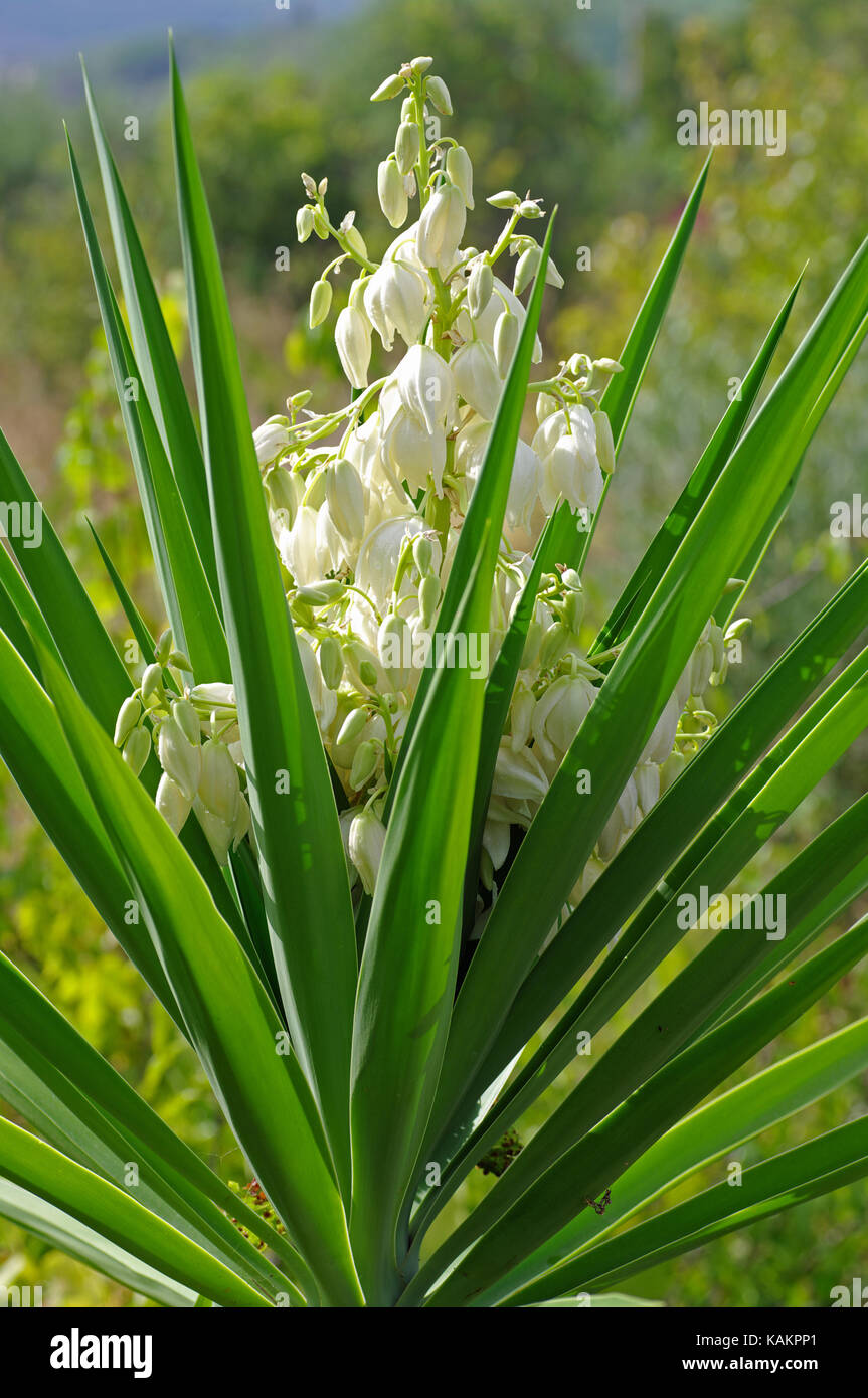 Yucca sp., family Asparagaceae, subfamily Agavoideae Stock Photo