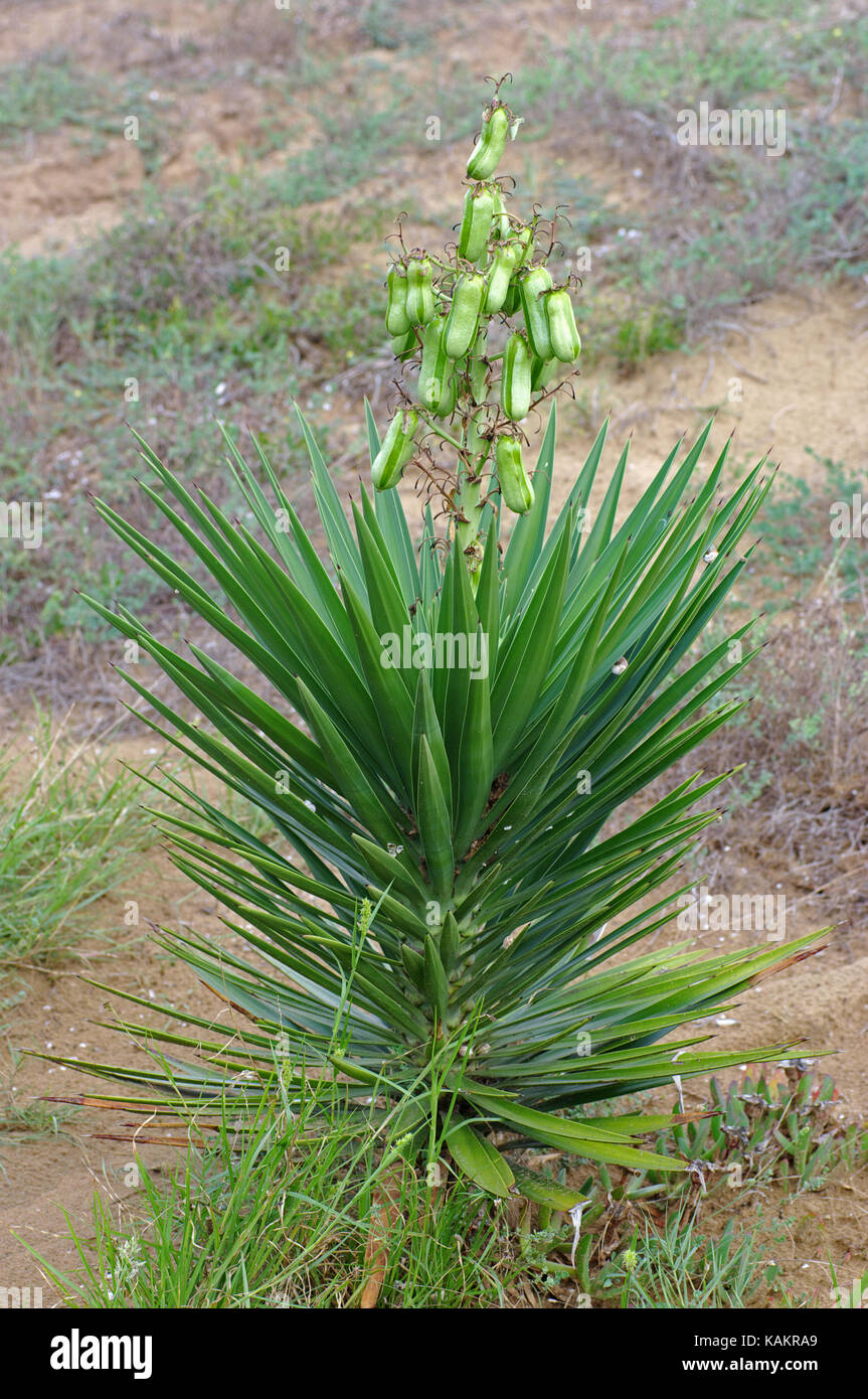 Yucca sp., family Asparagaceae, subfamily Agavoideae Stock Photo