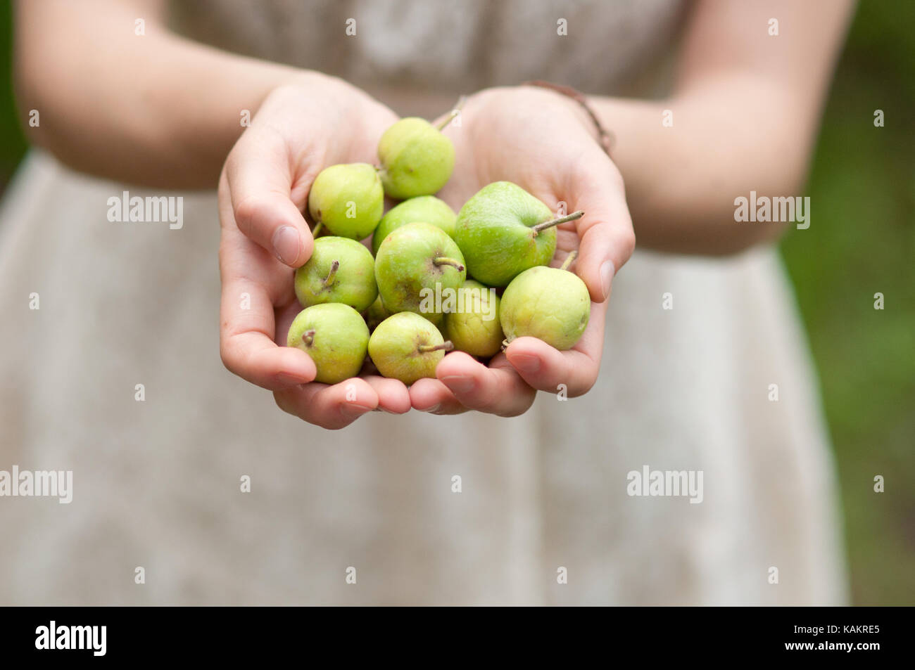Fresh little apples, natural and healthy gifts of nature.Model is holding fresh ,green mini apples. Stock Photo
