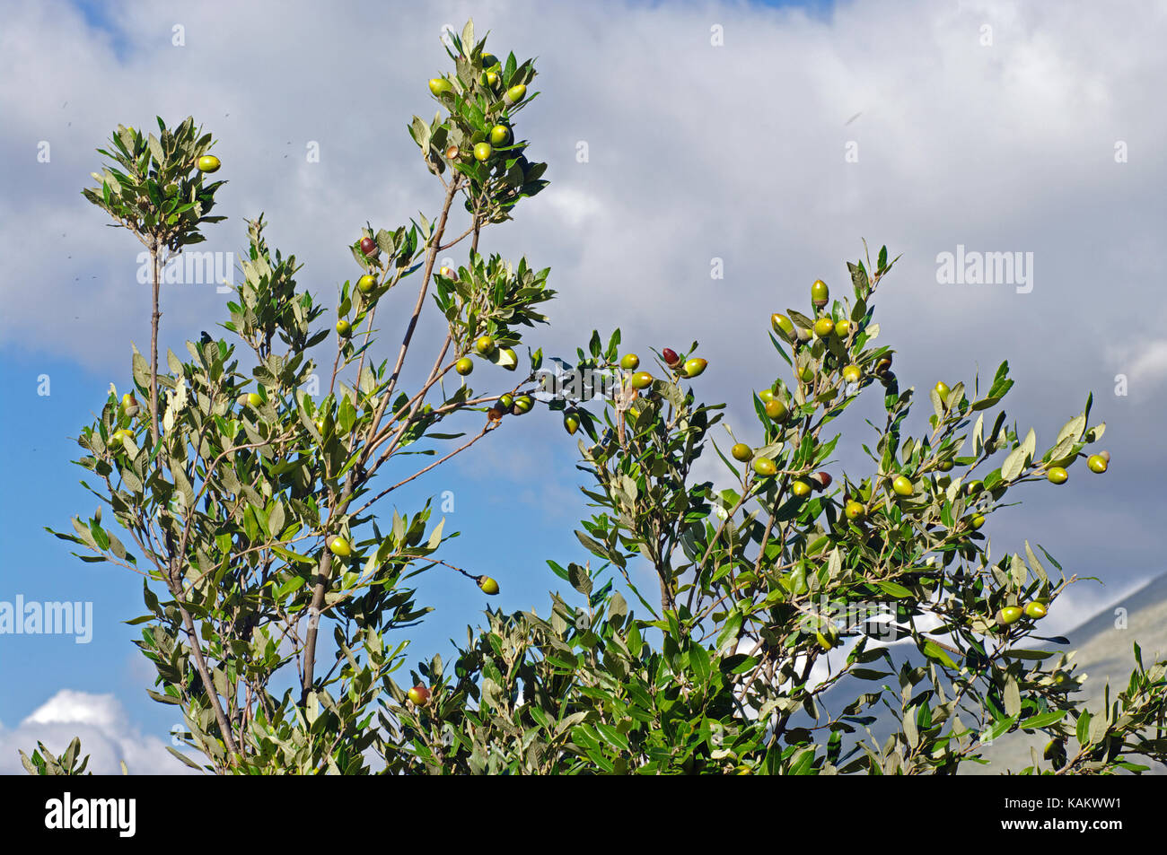 this is Quercus ilex, the Holly Oak or Holm  Oak, with acorns, from the family Fagaceae an evergreen oak Stock Photo