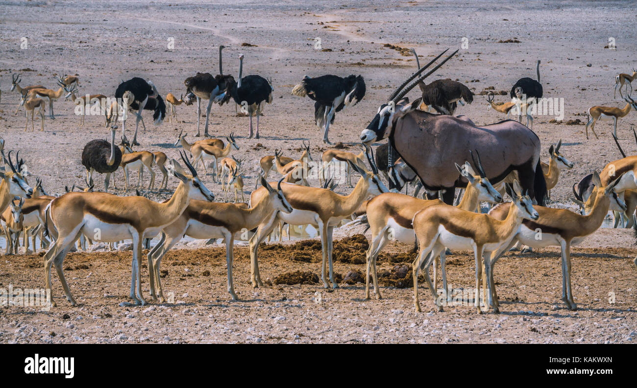 Oryx, Springbok and Ostrich at a Pond in Etosha, Namibia Stock Photo ...