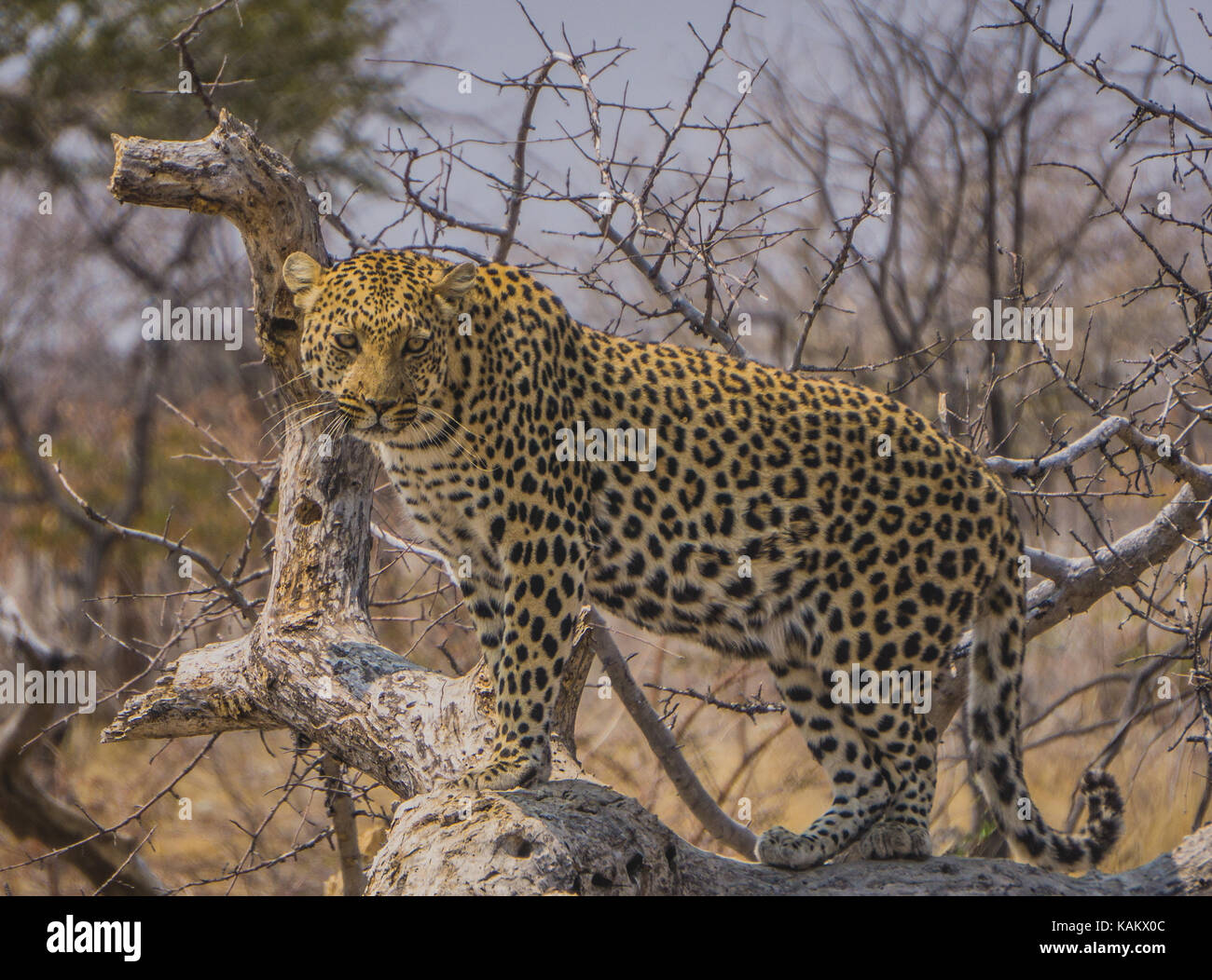 Wild Leopard in Etosha National Park, Namibia Stock Photo - Alamy