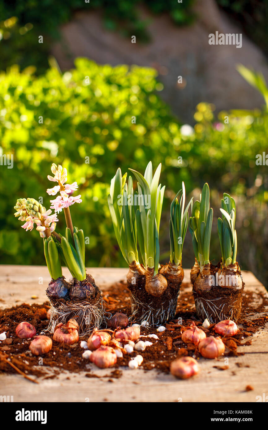 to plant hyacinth bulbs Stock Photo Alamy
