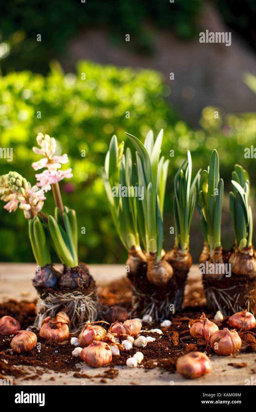 to plant hyacinth bulbs Stock Photo Alamy