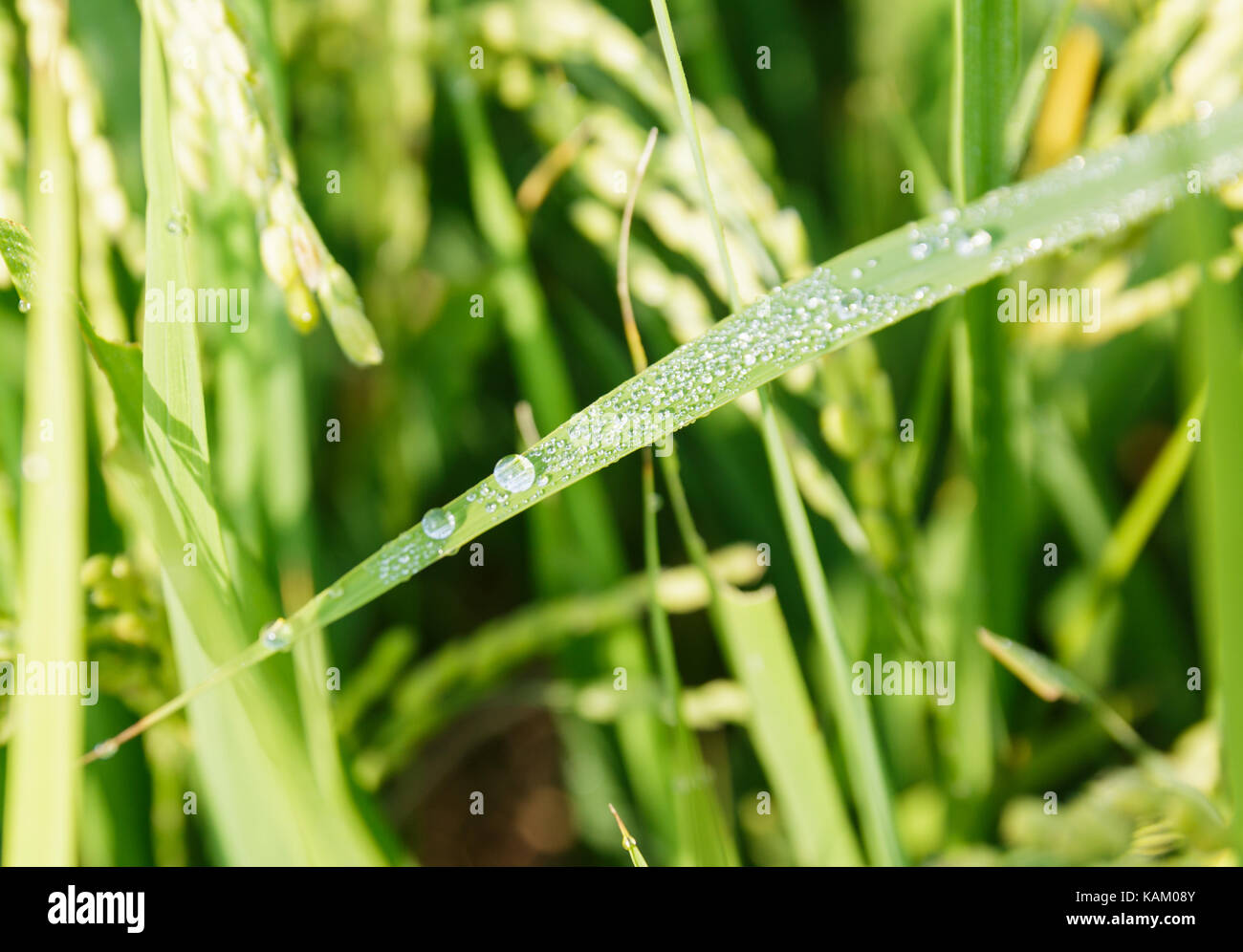 rice field in the morning Stock Photo