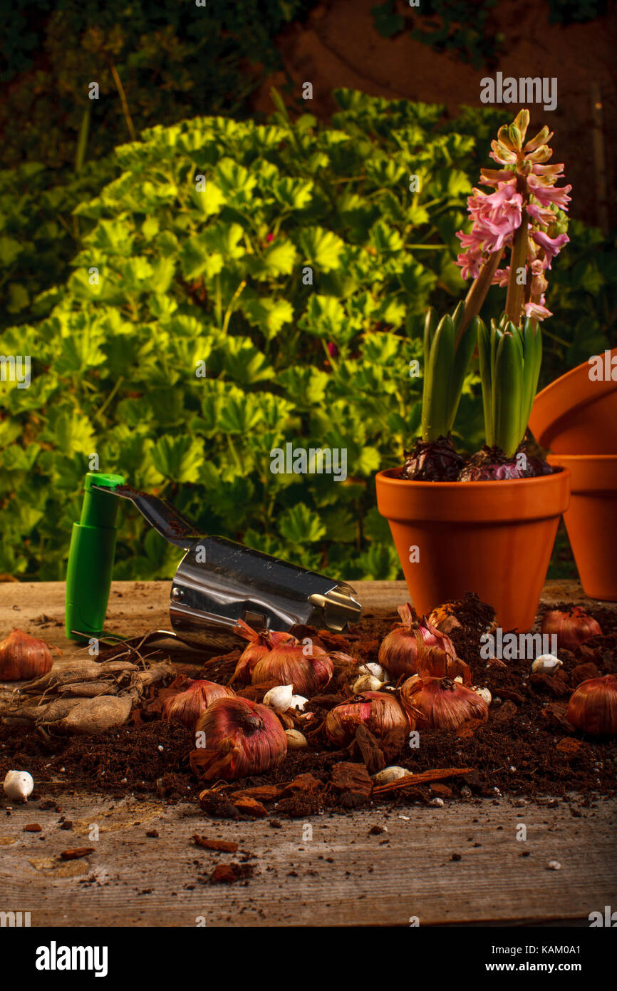 to plant hyacinth bulbs Stock Photo Alamy