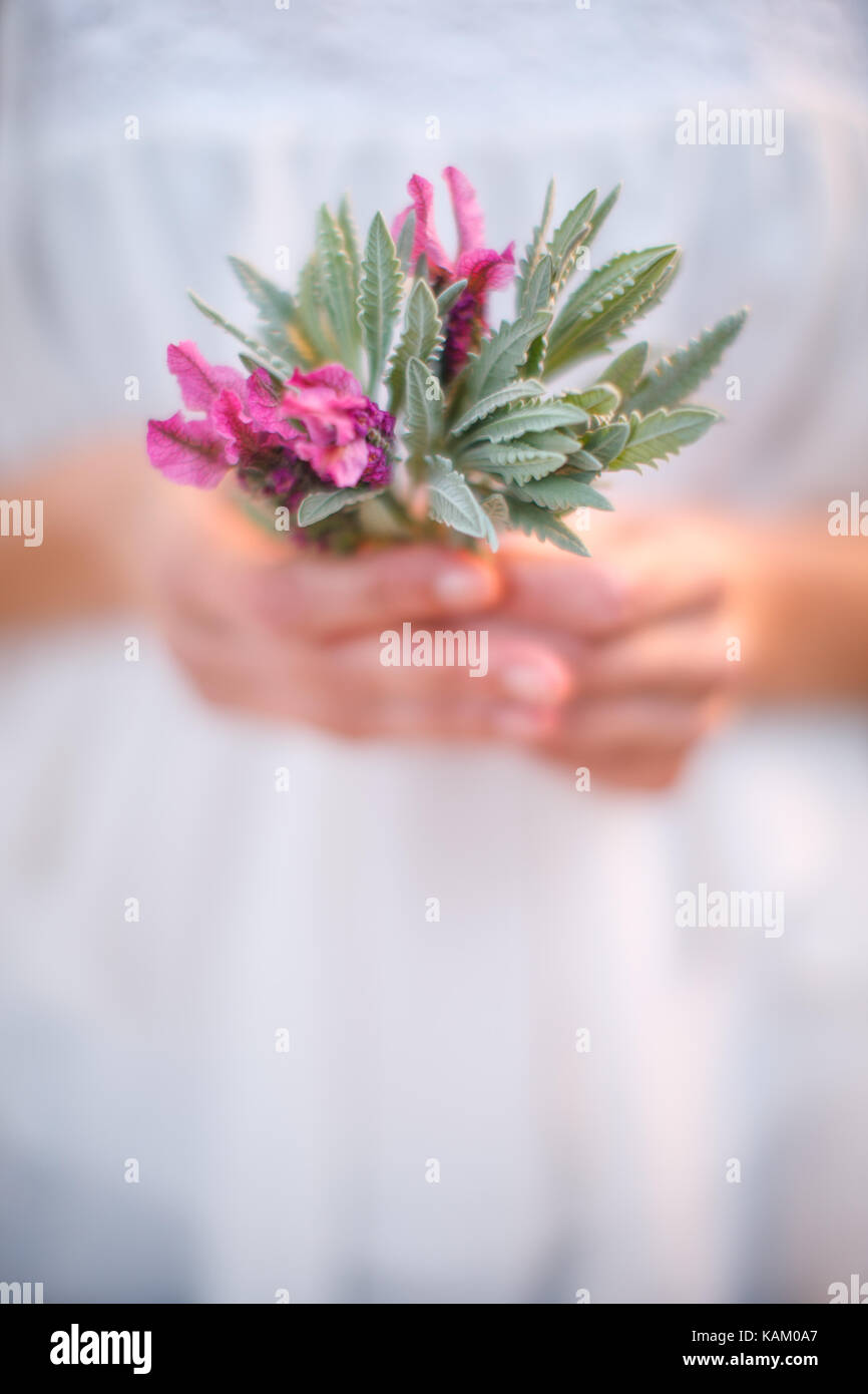 closeup of hands with a sprig of lavender Stock Photo