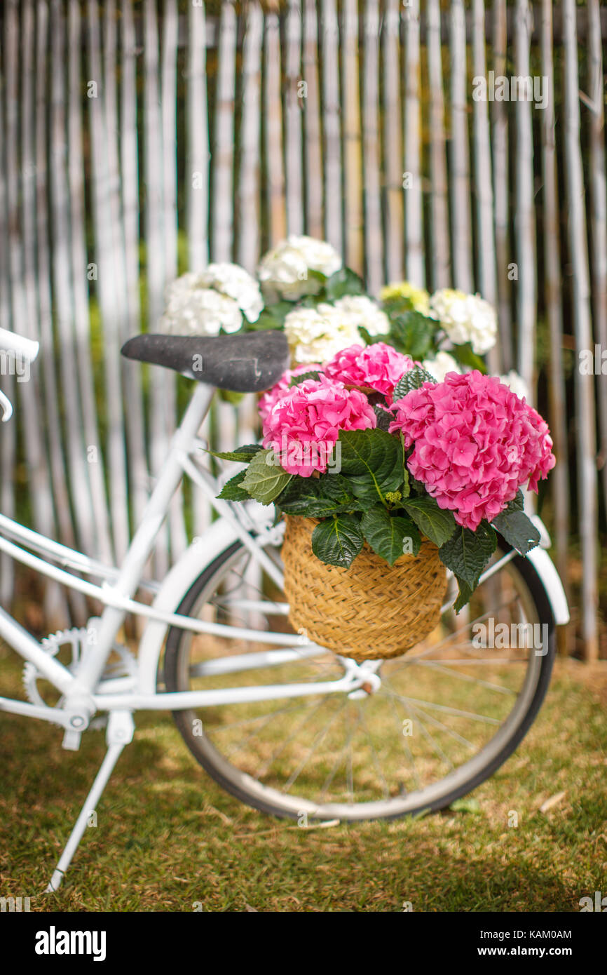 bicycle with basket full of flowers in summer Garden Stock Photo