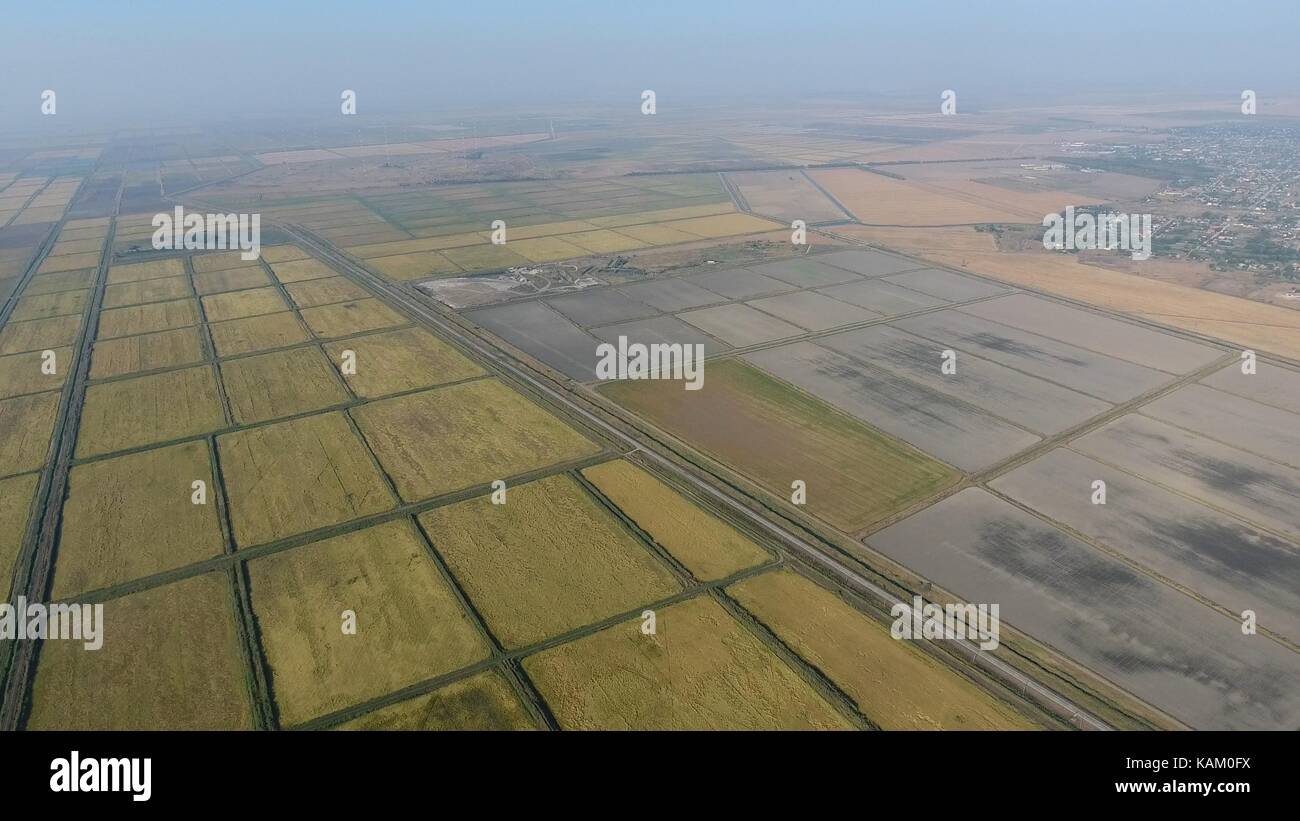 Growing rice on flooded fields. Ripe rice in the field, the beginning ...