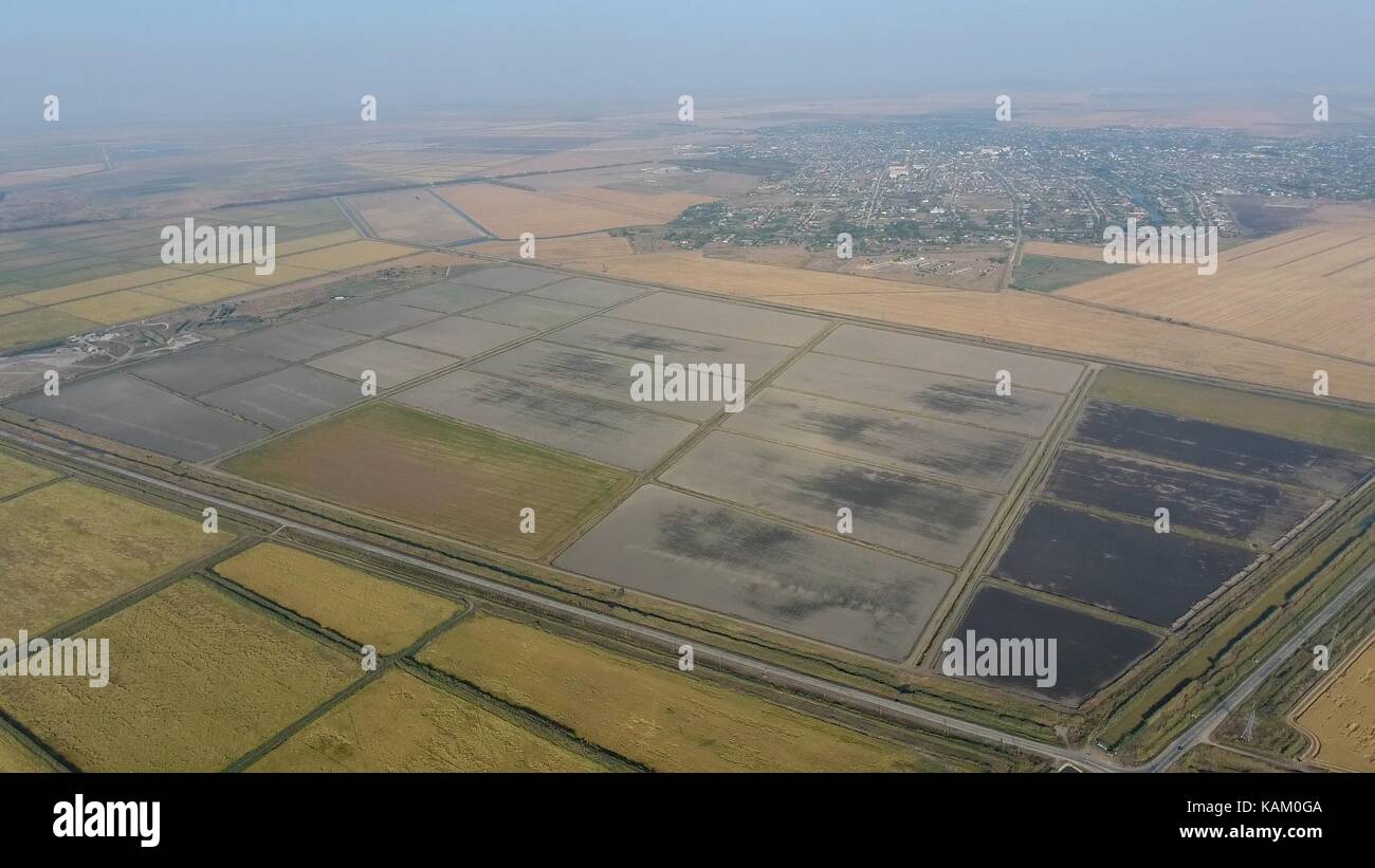 Growing rice on flooded fields. Ripe rice in the field, the beginning ...