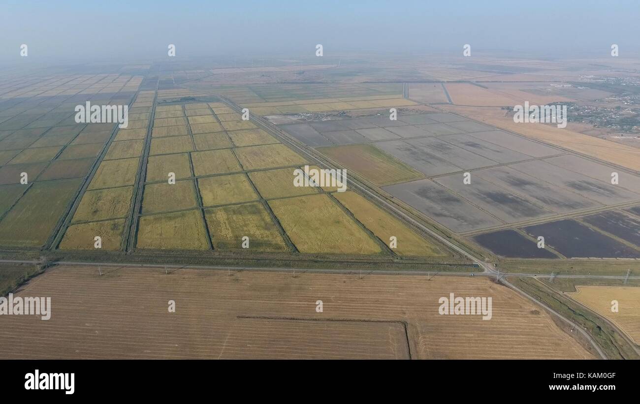 Growing rice on flooded fields. Ripe rice in the field, the beginning ...