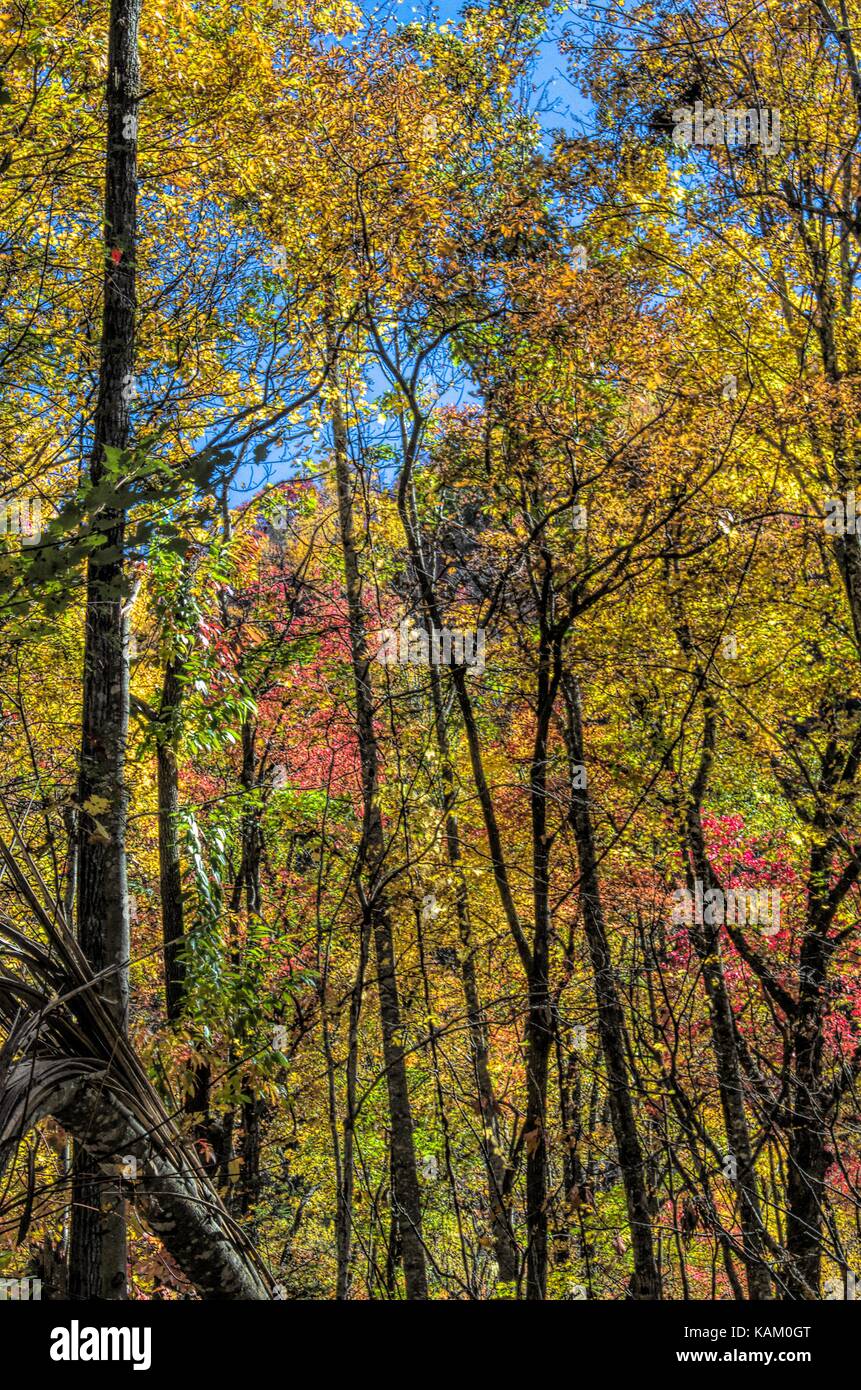 Fall Forest and trees in Smoky Mountains Stock Photo Alamy