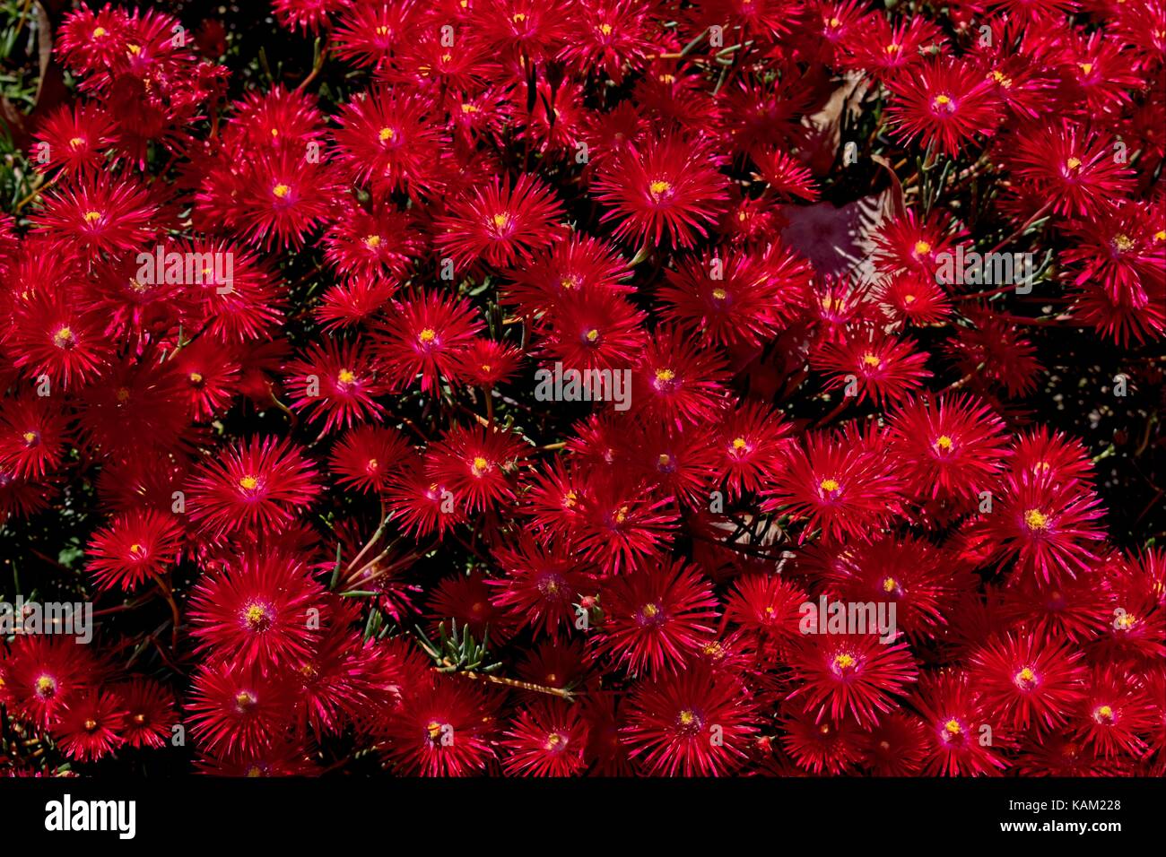 Pig face flower (mesembryanthemum) Stock Photo