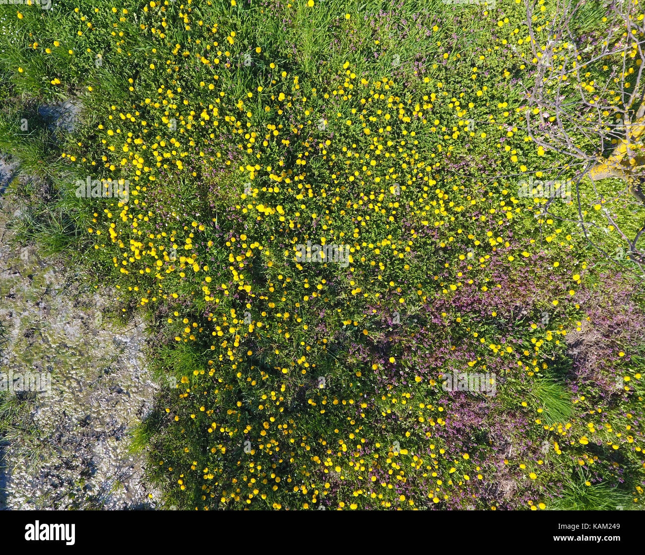 Top view of a flower clearing in the garden. Dandelions are yellow